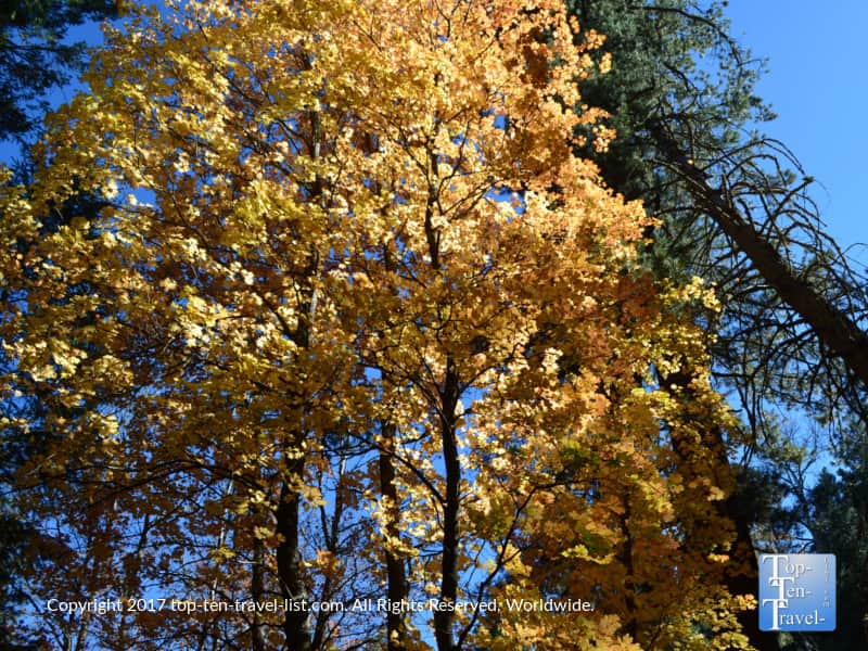 Bright autumn colors at Mount Lemmon