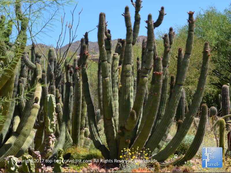 Cacti at the Arizona Sonora Museum in Tucson
