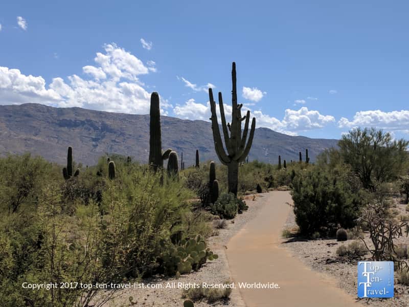 Cacti lining a trail at the Rincon Mountain District - Saguaro National park