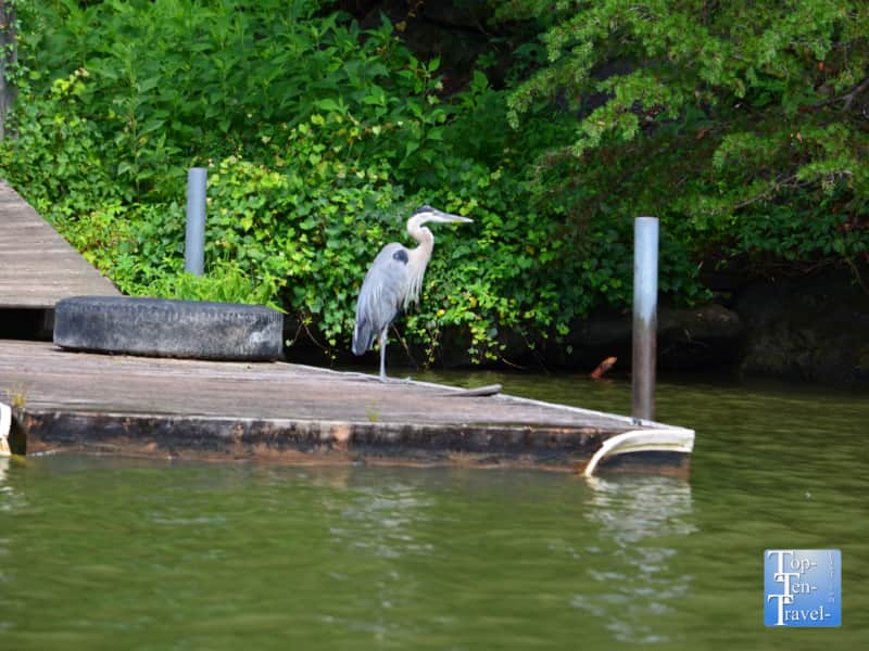 Birdwatching on Lake Lure