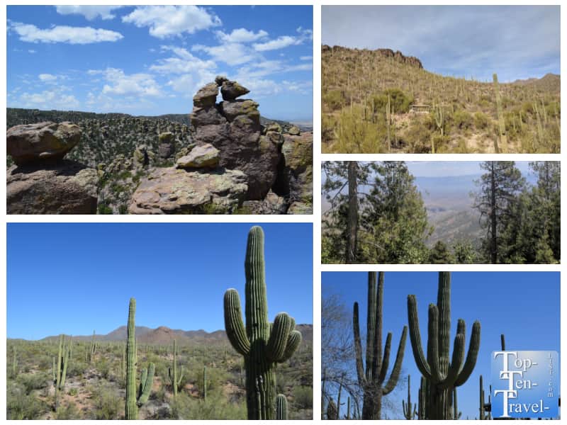 Cacti and mountain views in Southern Arizona