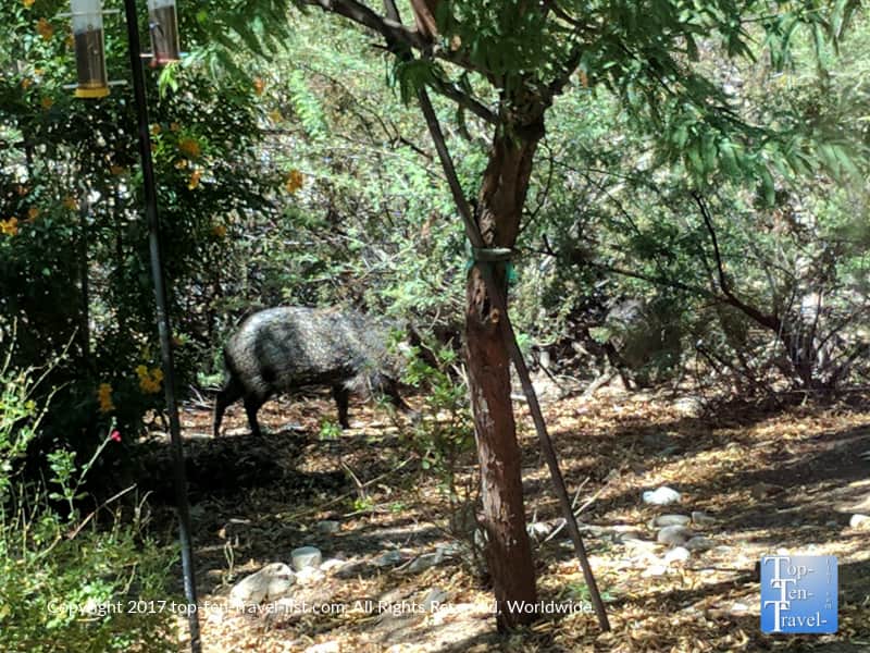 Javelina sighting near Saguaro National Park 
