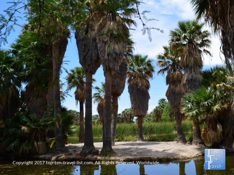 Palms at Agua Caliente 