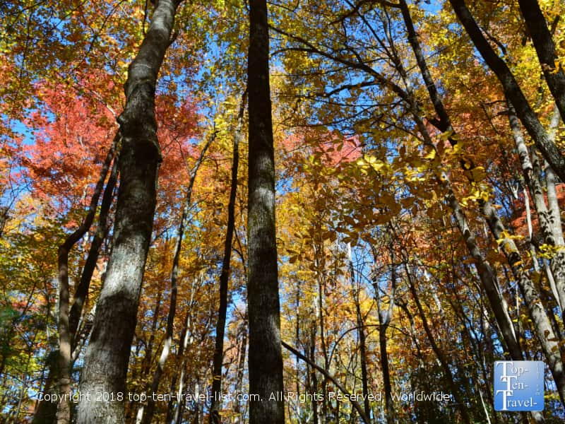 Bright fall foliage at Caesars Head State Park