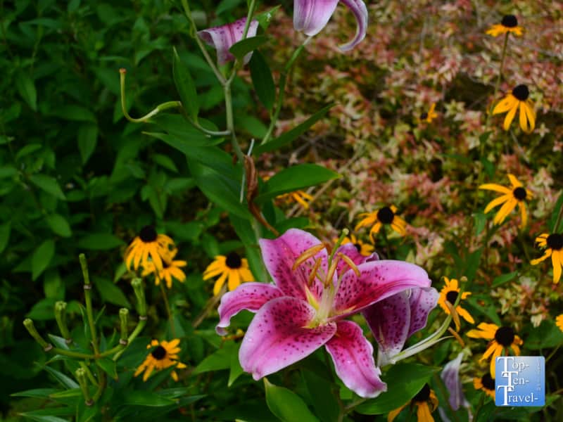 Pretty pink flower at Lake Lure Flowering Bridge