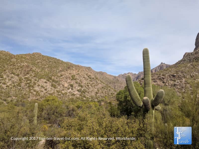 Pretty scenery at Sabino Canyon in Tucson, Arizona 
