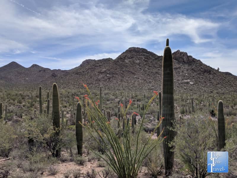 Cacti lining the Valley View trail at Saguaro National Park