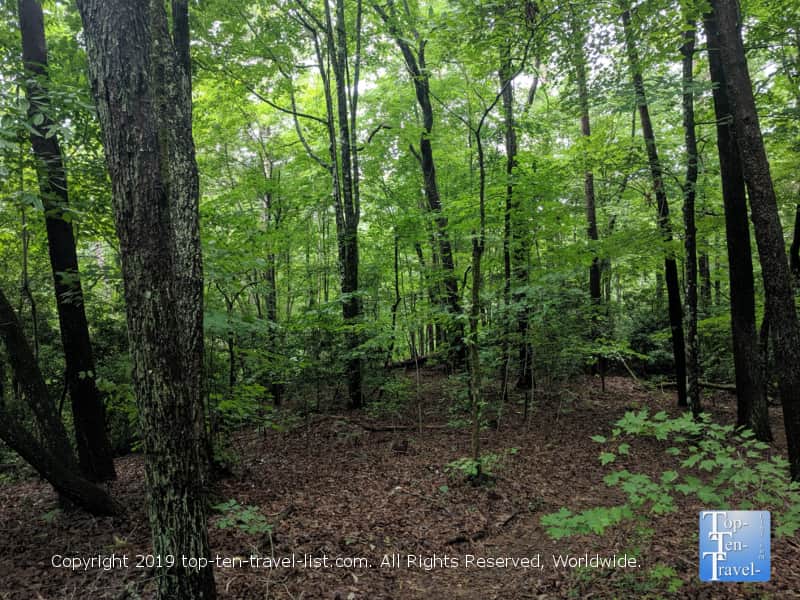 Woodsy nature trail at Pleasant Ridge County Park in Upstate South Carolina