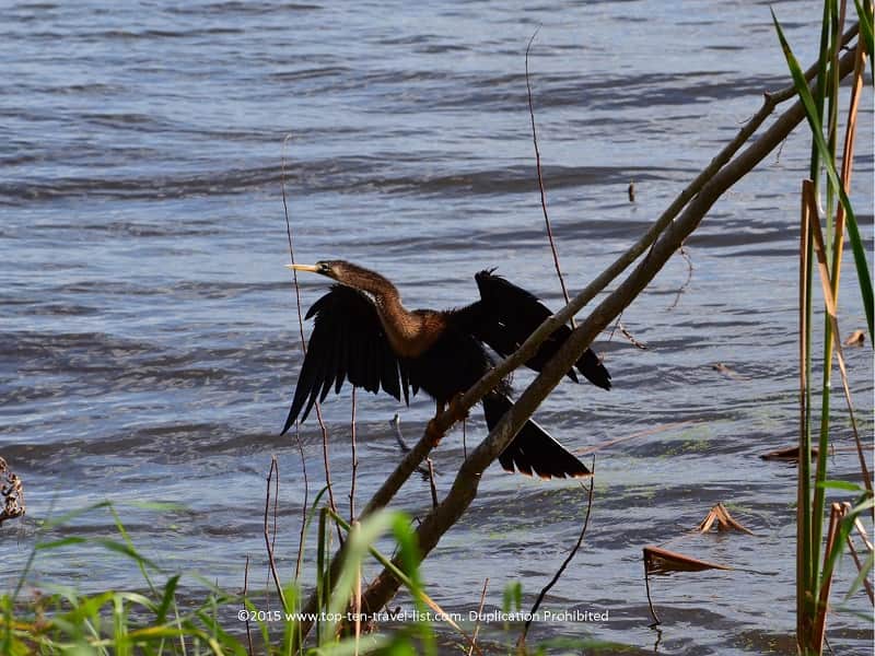 Exotic birds at Circle B Bar Reserve in Lakeland, Florida