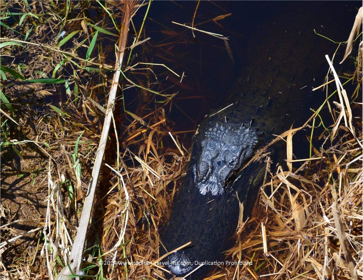 Gator sighting at Myakka River State Park