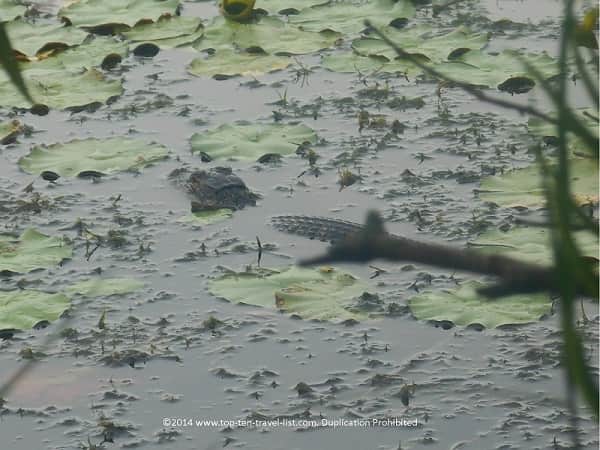 Baby gator at Boyd Hill Nature preserve in St. Petersburg, Florida