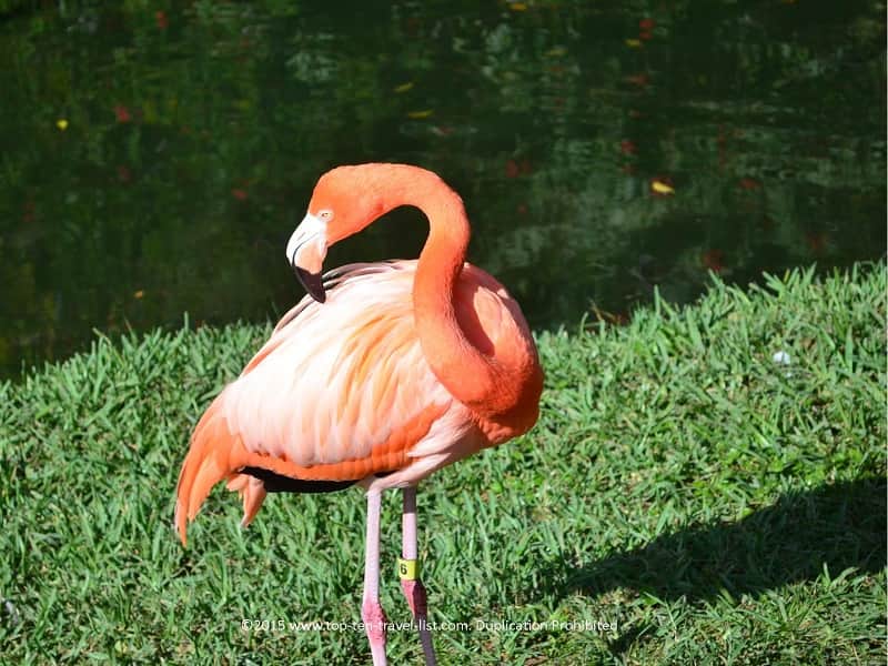 Flamingo at Sarasota Jungle Gardens
