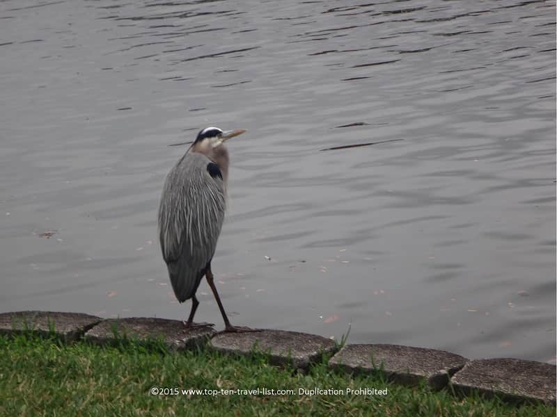 Birdwatching at Lake Eola in Orlando, Florida