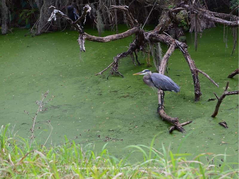 Birdwatching at Circle B Bar Reserve in Lakeland, Florida