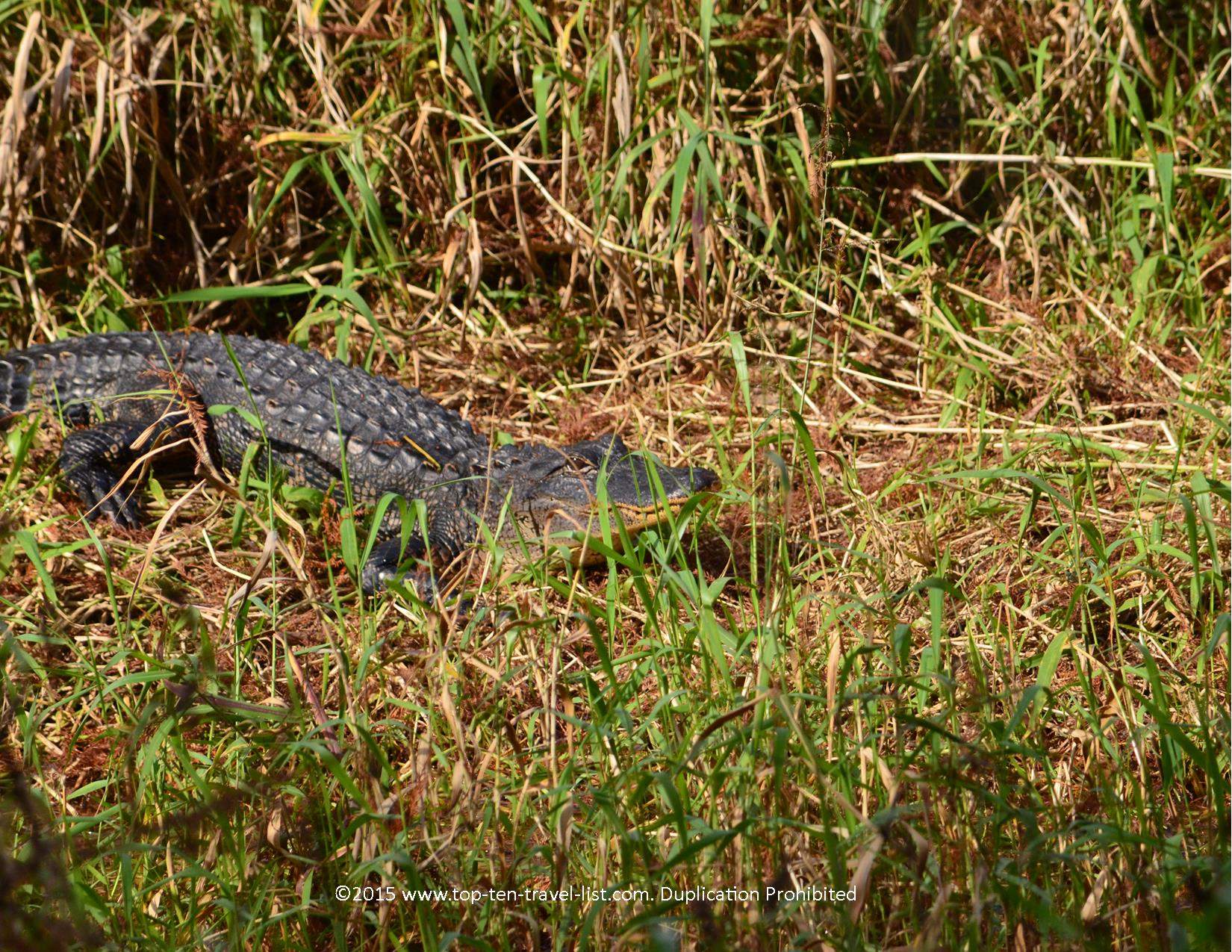 Alligator sighting at Circle B Bar Reserve in Lakeland, Florida