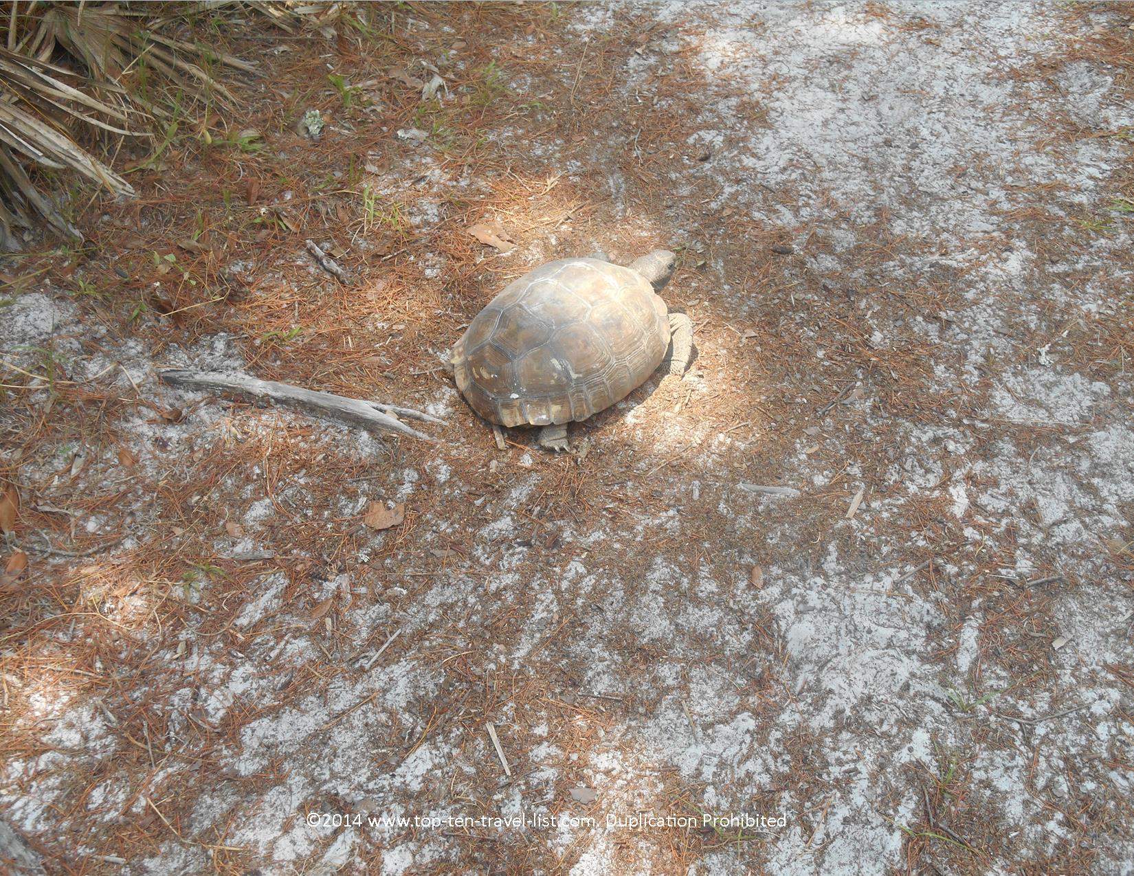 Gopher tortoise in Orlando, Florida