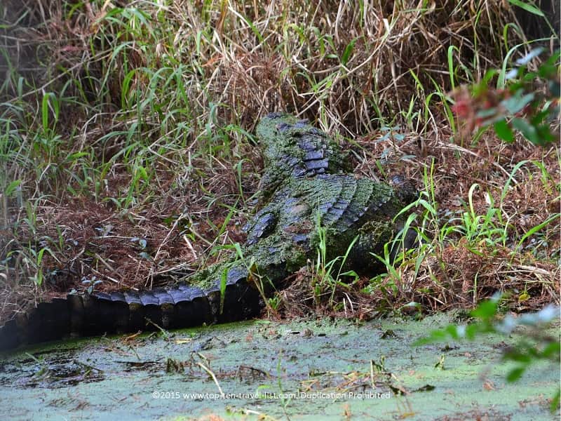 Alligator watching at Circle B Bar Reserve in Lakeland, Florida
