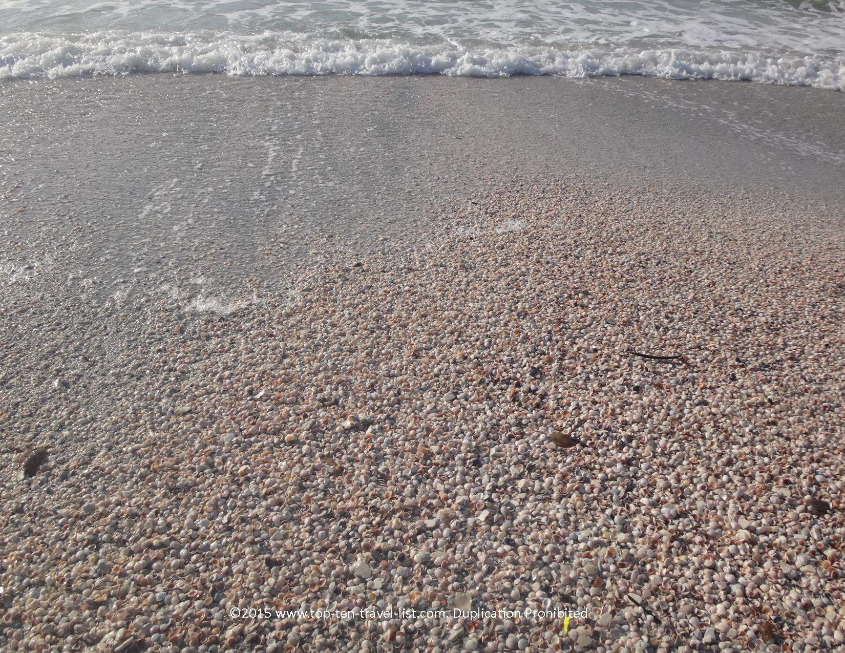 beachcombing at Sand Key in Clearwater