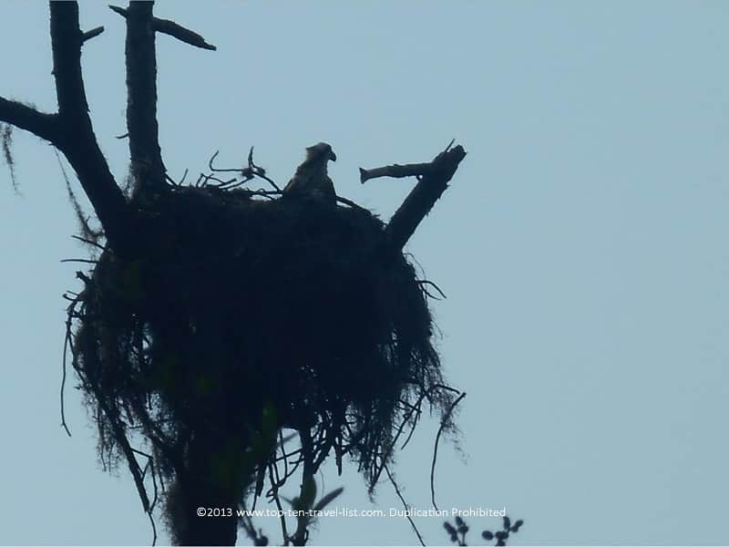 Osprey nest at Honeymoon Island State Park