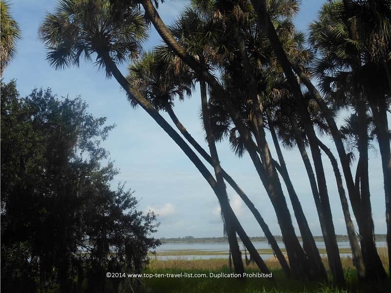 Pretty scenery at Myakka River State Park in Sarasota, Florida