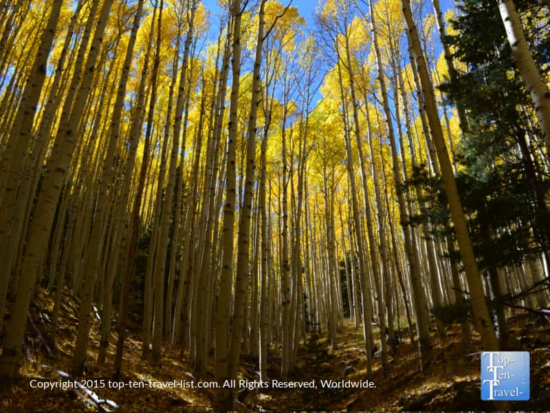 Inner Basin trail in the fall - Flagstaff, Arizona 