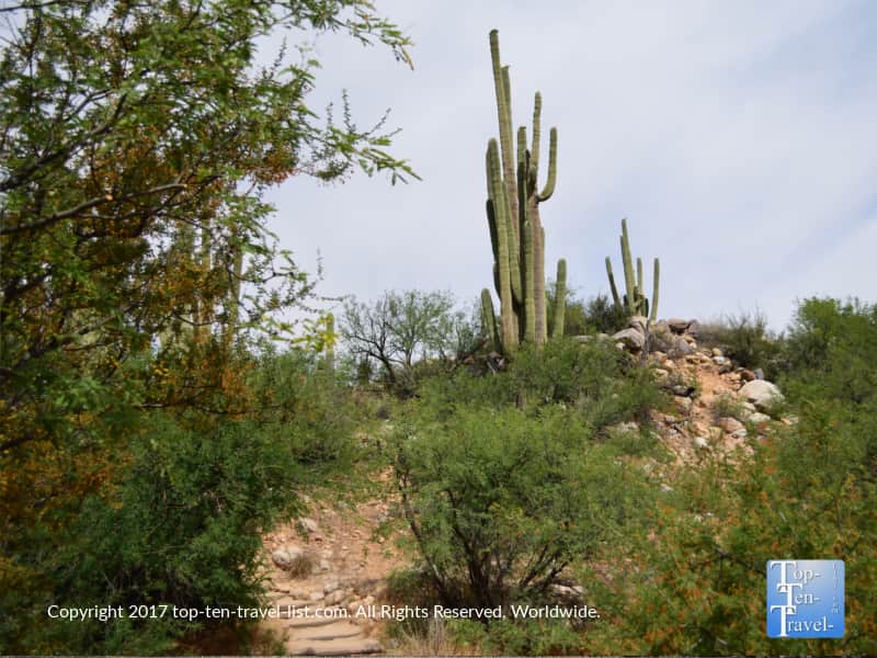 Cacti at Catalina State Park in Oro Valley