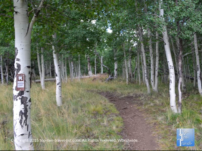 Summer hike along the gorgeous Aspen Nature Trail in Flagstaff, Arizona