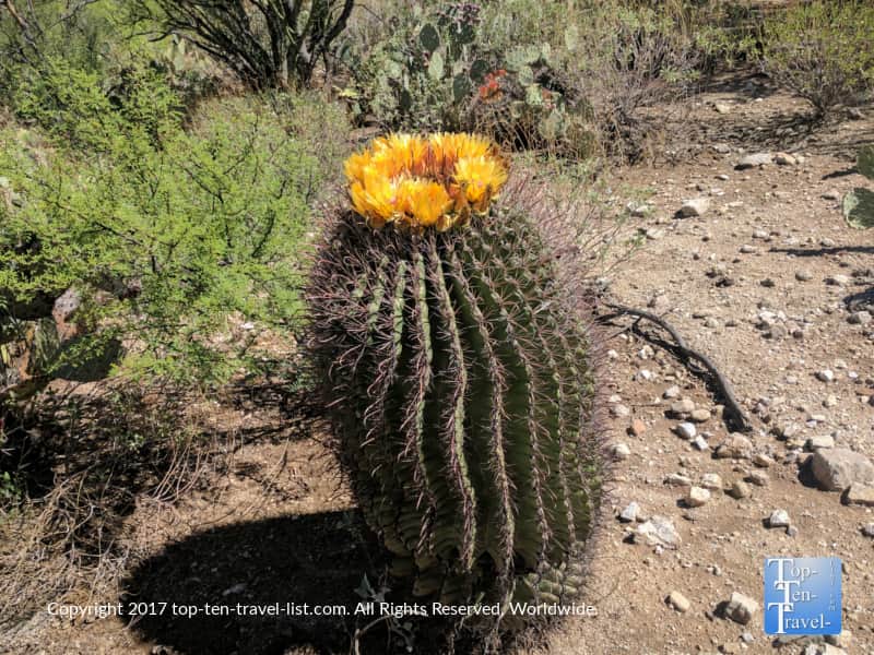 Flowering cactus along the Honeybee Canyon trail in Oro Valley, Arizona
