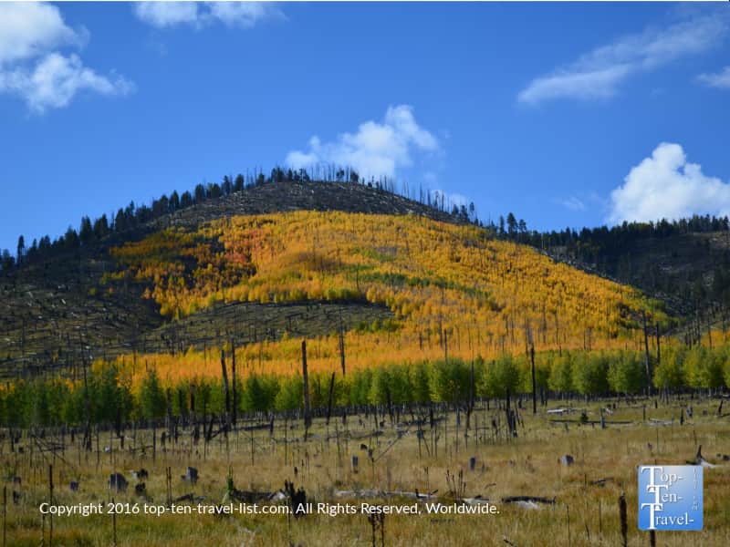 Mountains covered with golden aspens - autumn in Flagstaff, Arizona