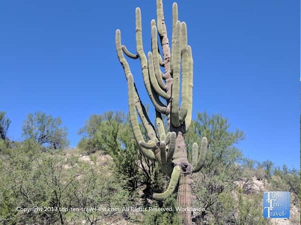 Multi arm cactus along the Honeybee Canyon trail in Oro Valley, Arizona