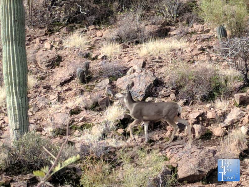 Deer sighting along the Hidden Canyon trail in Tucson, Arizona