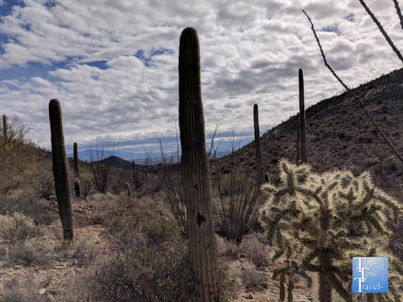 Diverse cacti lining the Hidden Canyon trail in Tucson, Arizona