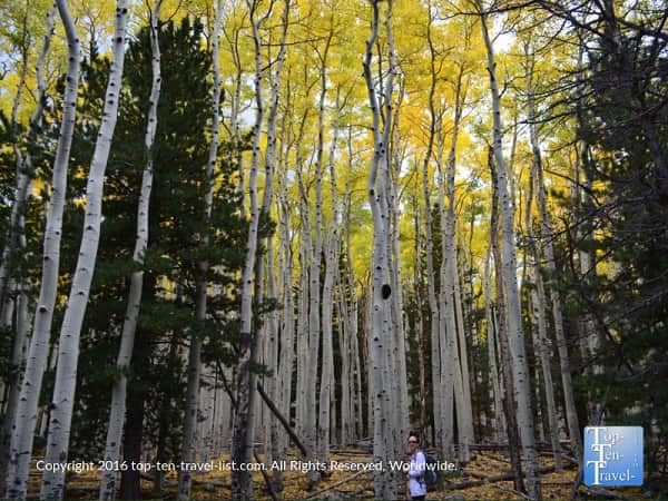 Gorgeous golden aspens lining the Bear Jaw trail in Flagstaff, Arizona