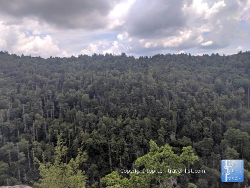 Forested views on the Linville Falls trail in WNC