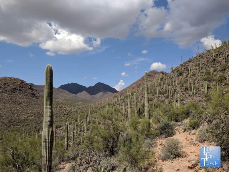 Beautiful views of the cacti along the Hidden Canyon trail in Tucson, Arizona