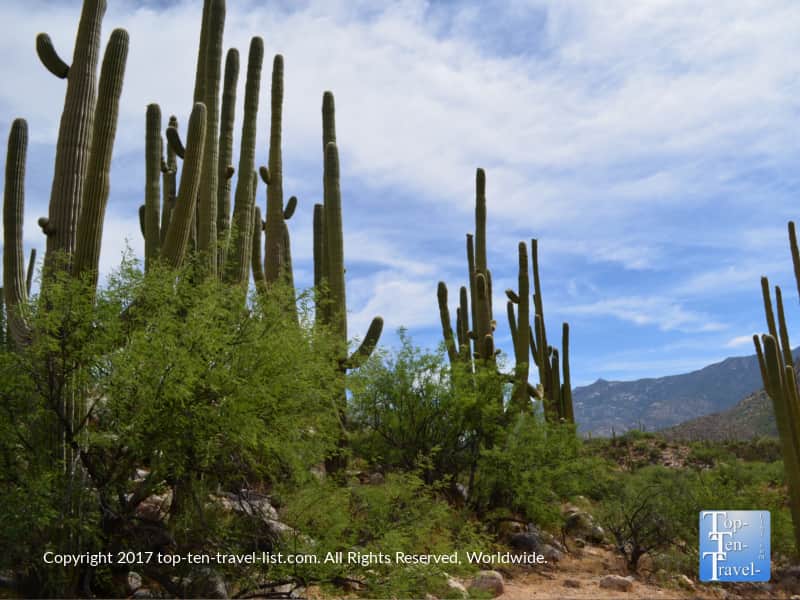 Lots of cacti at Catalina State Park in Oro Valley, Arizona