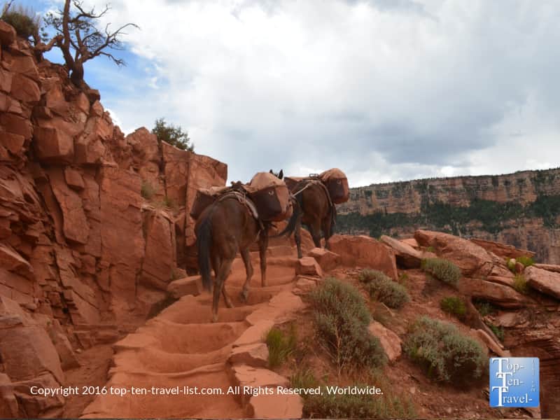 Mule rides at the Grand Canyon