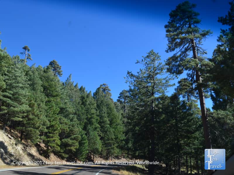Pretty pines lining the Mt Lemmon Scenic Byway 