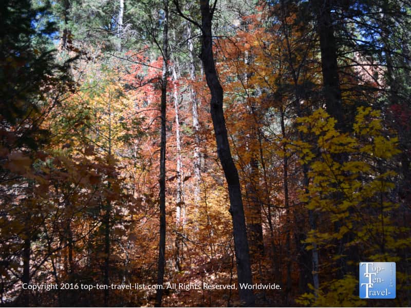 Spectacular fall foliage along West Fork in Oak Creek Canyon