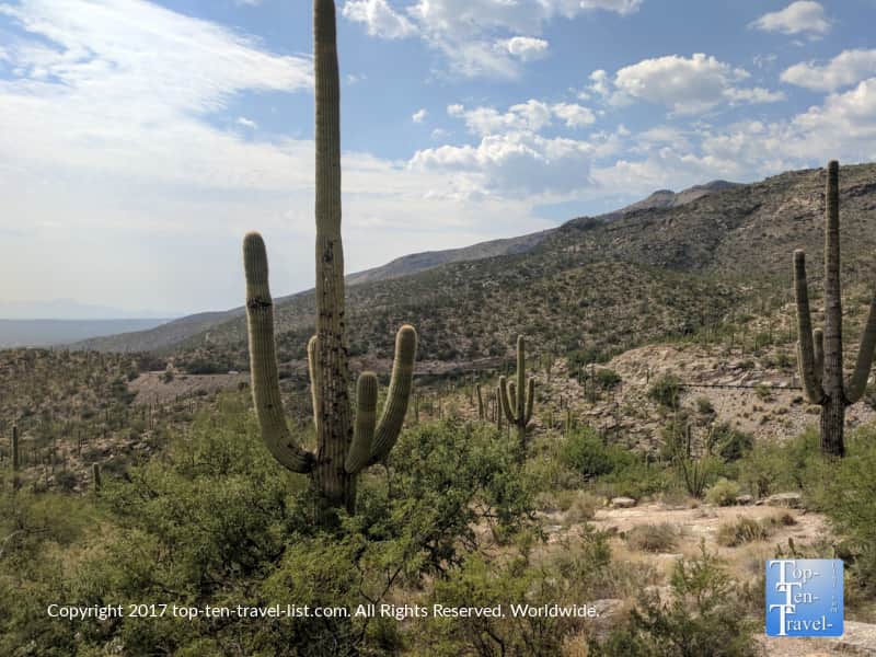 Saguaro cacti atong the Mt Lemmon Scenic Byway 