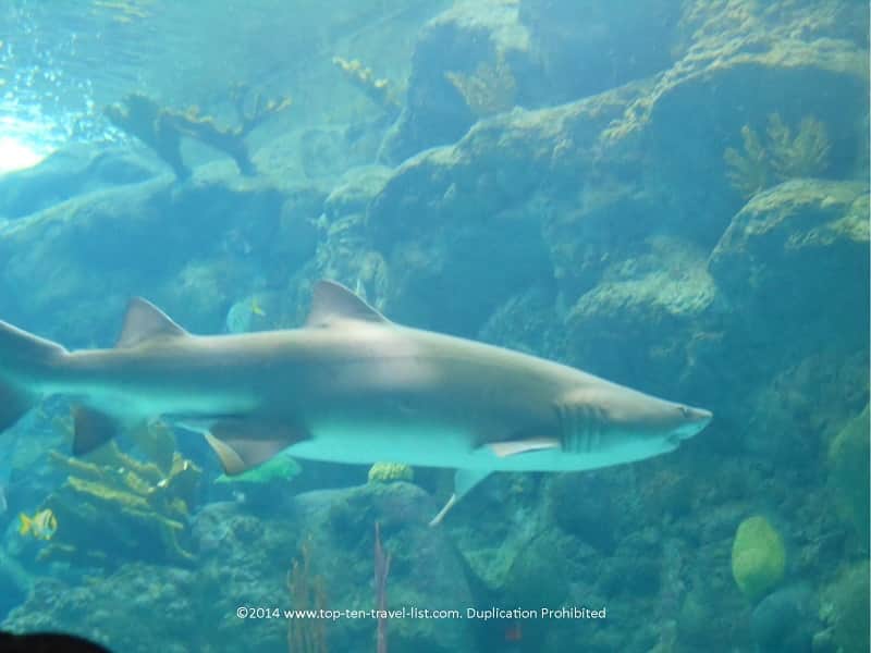 Shark at the Florida Aquarium