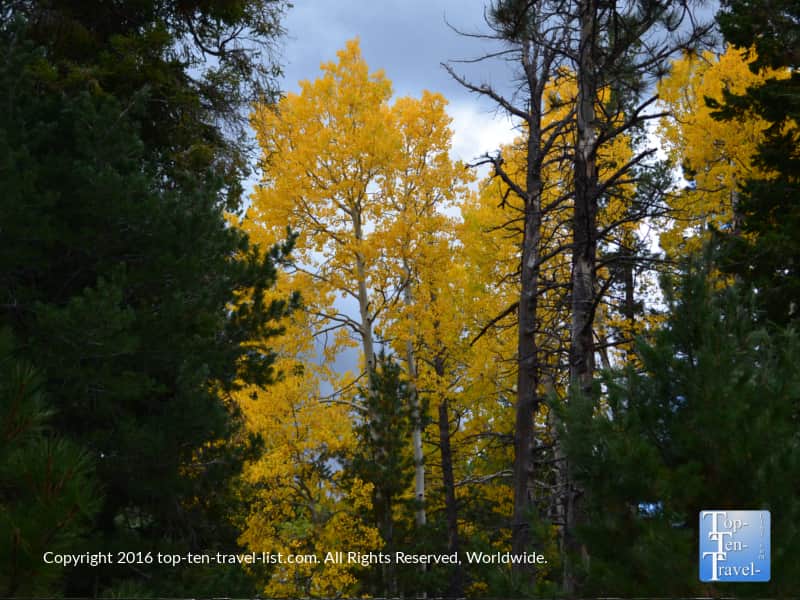 Bright golden foliage lining the Bear Jaw trail in Flagstaff, Arizona