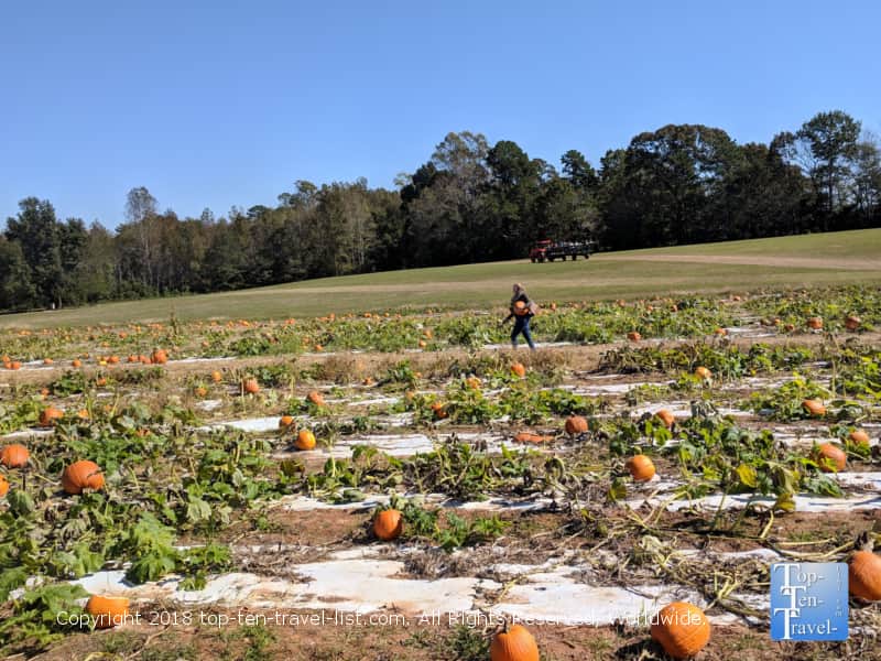 Pumpkin picking at Stewart Farms in Upstate South Carolina