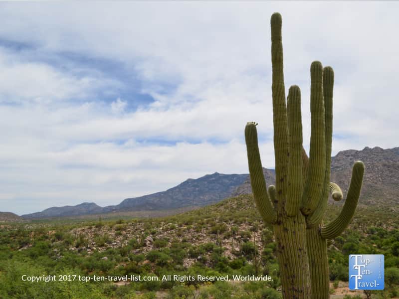 Tall Saguaro cactus and beautiful mountain scenery at Catalina State Park in Oro Valley, Arizona 