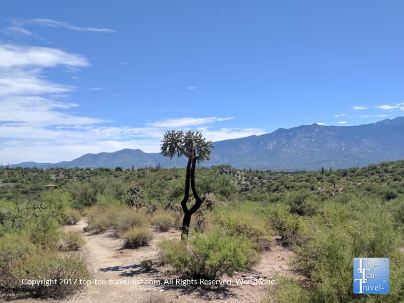 Unique cactus along the HoneyBee canyon trail in Oro Valley, Arizona