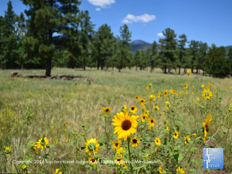 Yellow wildflowers at Buffalo Park in Flagstaff