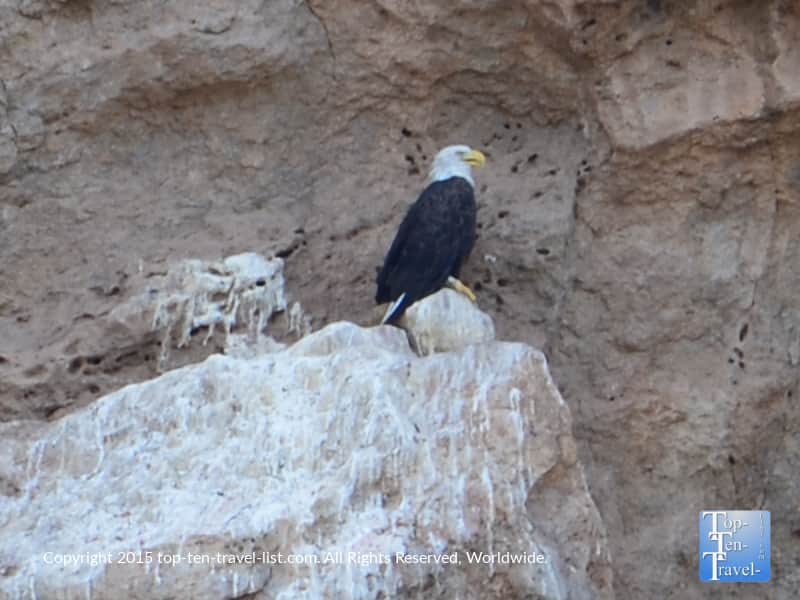 Bald Eagle sighting at Saguaro Lake near Phoenix 
