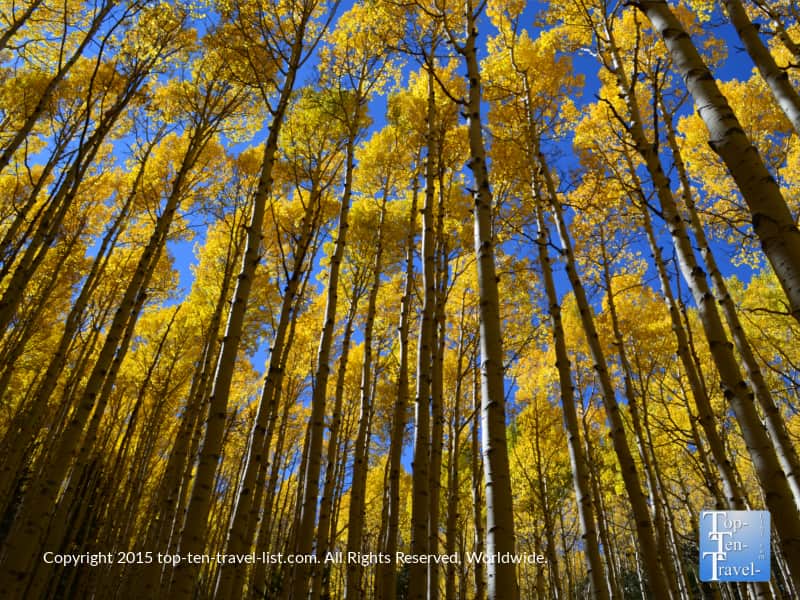 Golden aspens lining Flagstaff's Inner Basin trail in the fall 