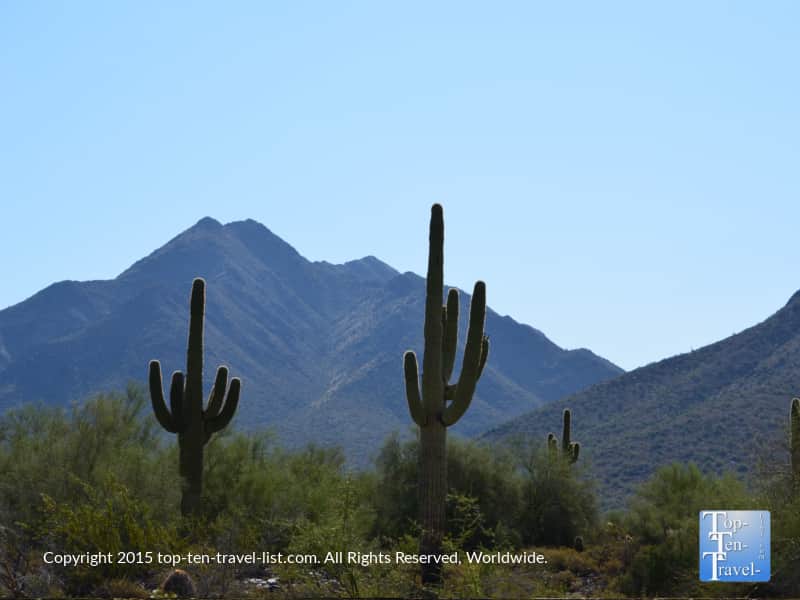 Saguaro cacti and mountain vistas at the Scottsdale McDowell Preserve in Arizona 