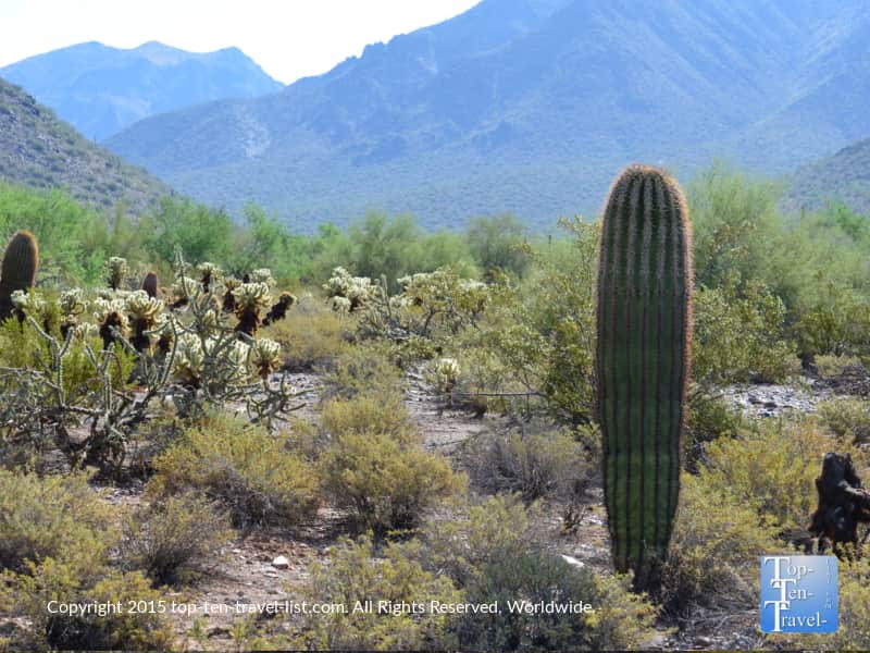 Diverse cacti at the Scottsdale McDowell Preserve in Arizona
